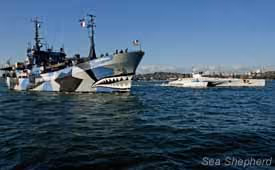 Os navios da Sea Shepherd chegam ao Porto de Sydney. Foto: Glenn Lockitch
