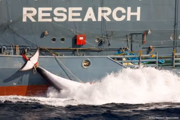 BB tries to stop whale loaded on Nisshin.© Sea Shepherd/ Glenn Lockitch 2013