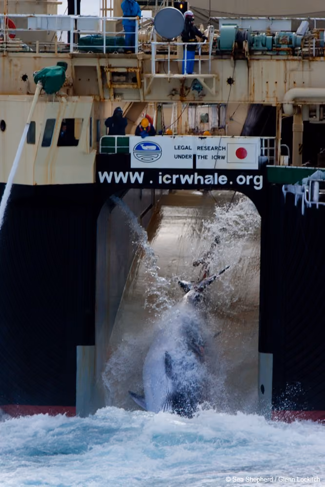 Minke whale iillegally slaughtered by Japanese whalers in Australian Antarctic waters off Mackenzie Bay.© Sea Shepherd/ Glenn Lockitch 2013