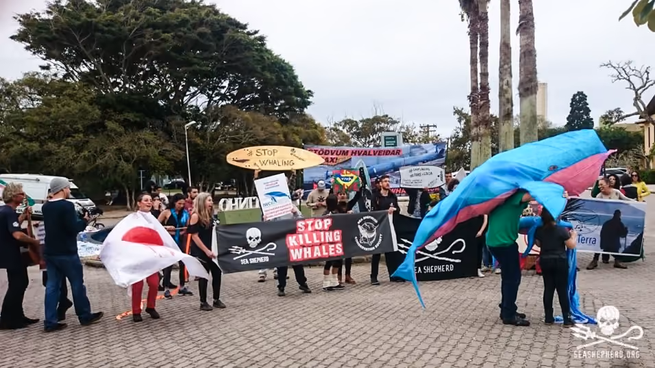 FLORIANÓPOLIS, SC, 10.09.2018 – IWC-SC – protesto durante de ongs ambientais 67ª reunião anual de Membros da IWC (International Whaling Commission) em Florianópolis nesta segunda-feira 10. (Foto: Naian Meneghetti/Brazil Photo Press/Folhapress)