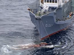 No_welfare_for_the_whalers