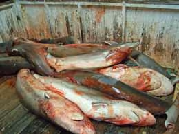 Tubarões mutilados em uma operação de pesca ilegal. Foto: Mavis Bullard