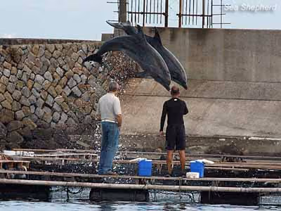 Comprador e treinador local observam os golfinhos “fazendo truques” em troca de peixe morto. Foto: Sea Shepherd