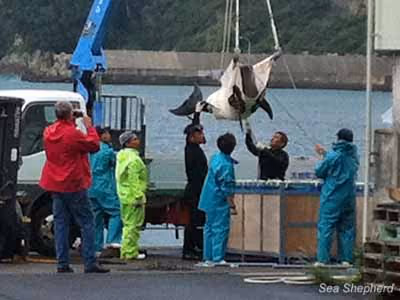 Comprador (de jaqueta vermelha) filma golfinho que chora ao ser erguido por guindaste para o caminhão de transferência a caminho do aeroporto. Foto: Sea Shepherd