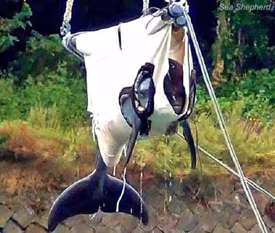 Golfinho aterrorizado chora ao ser erguido por guindaste para caminhão de transferência Foto: Sea Shepherd