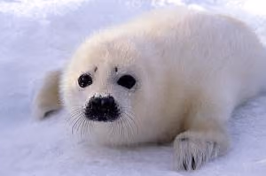 Focas Harpa estão se afogando no mar pela falta de gelo no leste do Canadá.