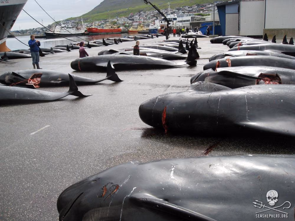 As baleias precisam da sua ajuda! Foto: Sea Shepherd/Peter Hammarstedt