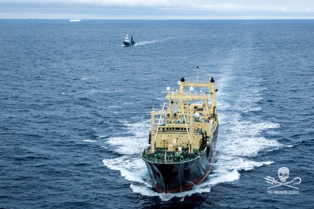 The Blue Hornet repeatedly returns to the whaling fleet to keep an eye on their position for the SI to catchup and get them on their radar. The whaling fleet including the factory ship the Nisshin Maru and the harpoon ship the Yushin Maru fled from Sea Shepherd.SI Blue Hornet heli finds the Japanese whaling fleet including the Nisshin Maru, Yushin Maru and the Yushin Maru No. 2 in the Australian owned Antarctic Whale Sanctuary.
