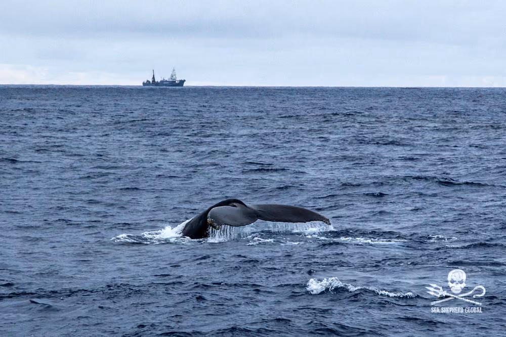 SI trailed by the out of action Yushin No. 3 passes humpback whales swimming freely.