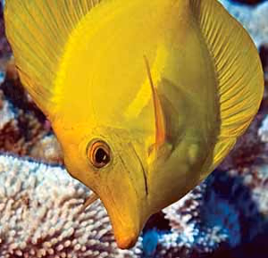 Tang amarelo