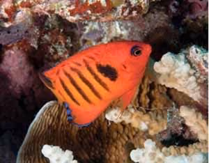 Flame Angelfish: um peixe mais emocional