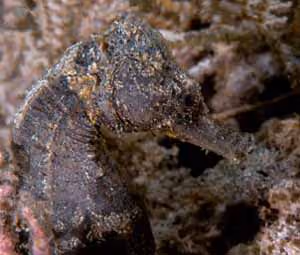 Agora na parada de sucessos do aquário: Hippocampus hilonis, um dos dois cavalos-marinhos havaianos endêmicos