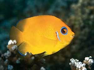 Lemonpeel Angelfish