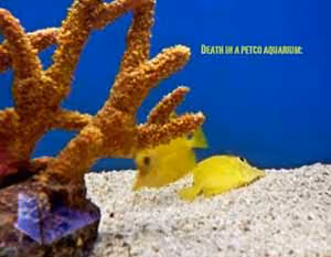 Morte em um aquário Petco. Foto: John O'Leary