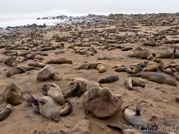 Colônia de focas na Namíbia