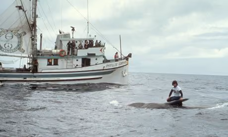 Paul Watson em cima de uma jovem baleia abatida, com o navio Phyllis Cormack atrás, em 26 de junho de 1975. Foto: Rex Weyler / Greenpeace