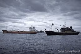 Sea Shepherd escolta o navio Sun Laurel para fora do Santuário de Baleias do Oceano Antártico (Foto: Simon Ager)