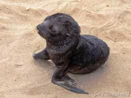 Filhote de foca em Cape Cross
