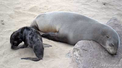 Foca e filhote, em Cape Cross