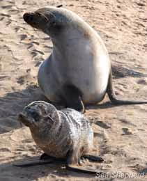 Foca com filhote na Reserva Cabo Cross