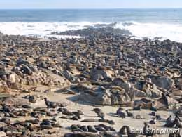 Focas reunidas na Reserva do Cabo Cross