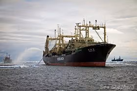 (Da esquerda para a direita) Bob Barker perto do Nisshin Maru, enquanto o Yushin Maru 3 mantém distância (Foto: Simon Ager)