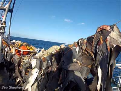 Barbatanas de tubarão secando ao sol. Foto: Julie Andersen / Sea Shepherd