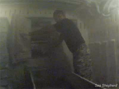 Dentro do freezer de um palangreiro. Foto: Julie Andersen / Sea Shepherd