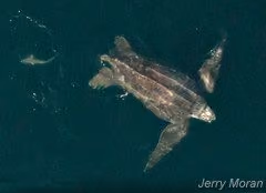 Tartaruga marinha