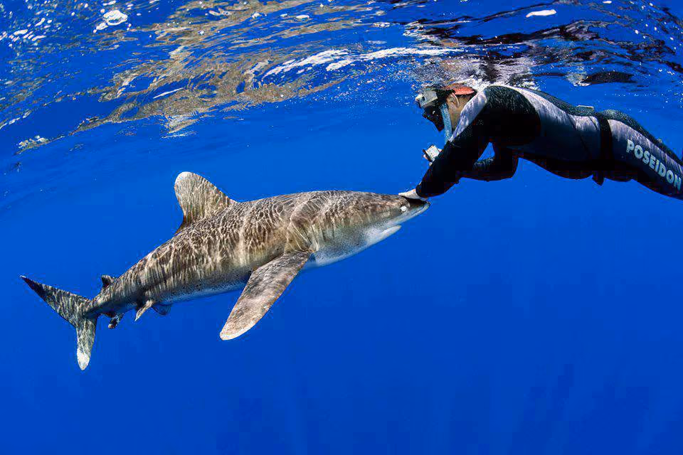 ISSB defende o direito à vida das espécies marinhas em seu habitat natural. Foto. Daniel Botelho (Embaixador do Mar - ISSB)