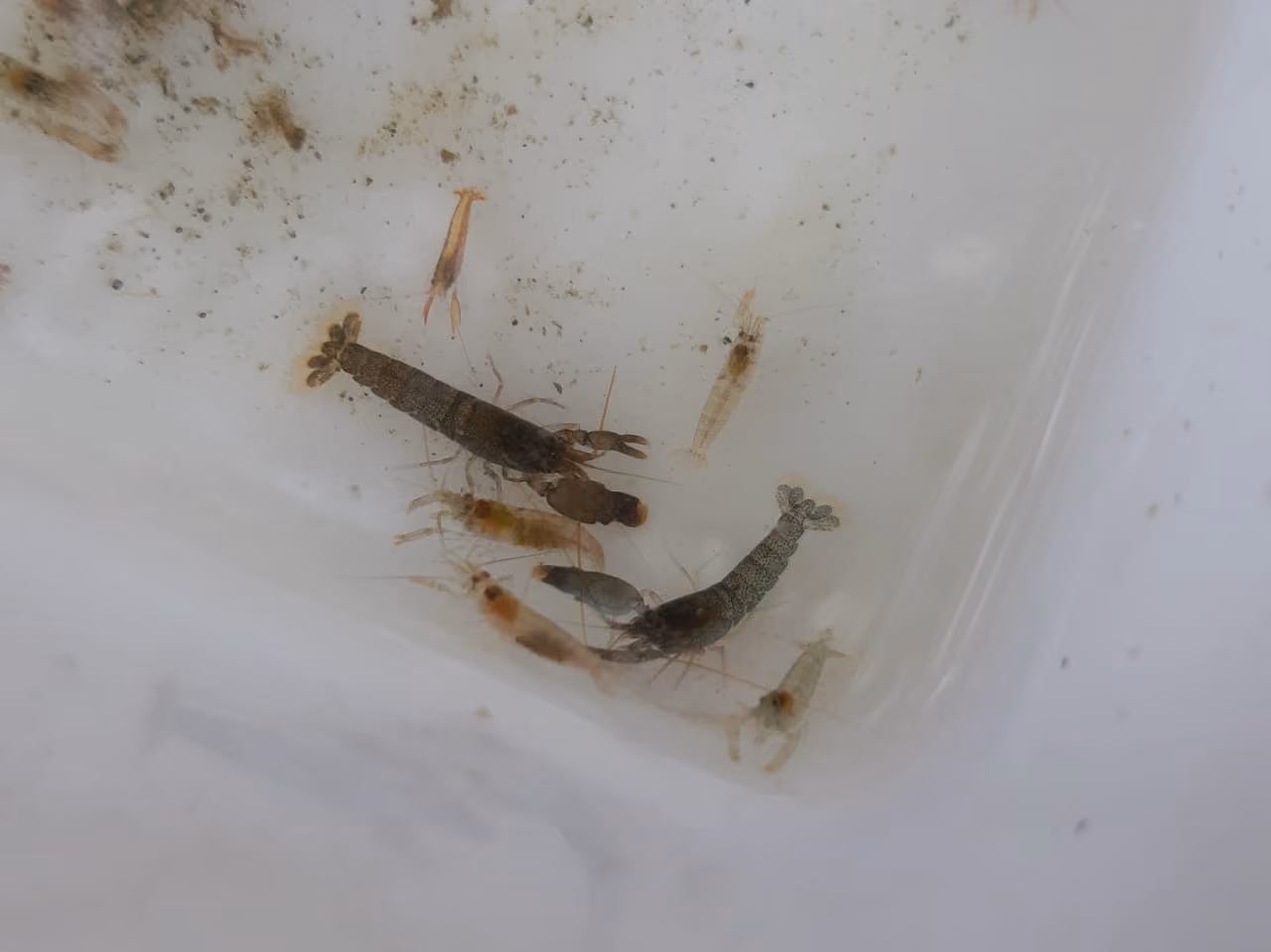 Algumas espécies de crustáceos resgatados, entre 350 a 400. Indivíduos.Moluscos em torno de 70, Poliquetas em torno de 60, Planárias menos de 10, 2 peixes