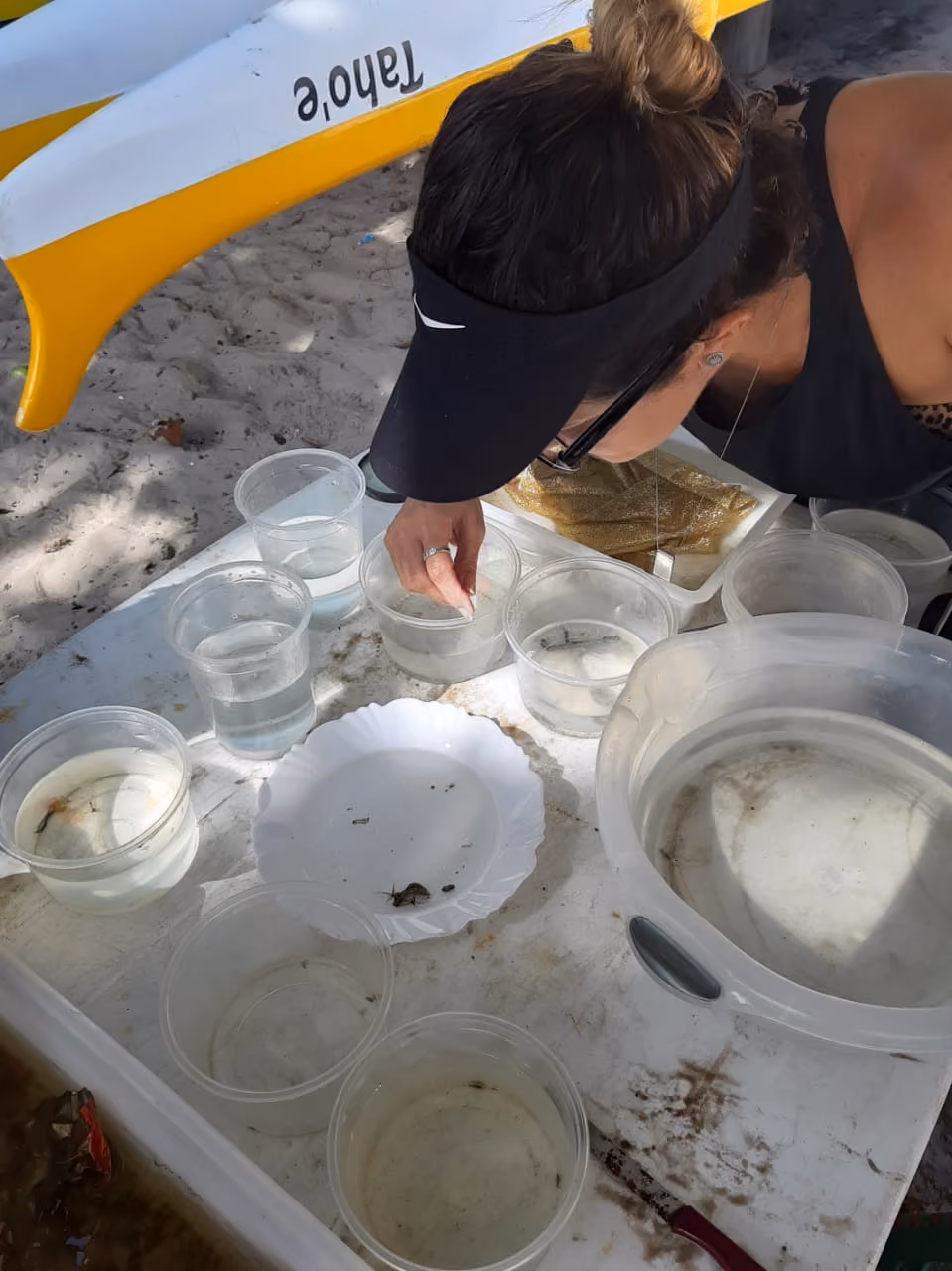 A imagem mostra a estação de triagem e descanso dos animais resgatados. Voluntária fazendo a separação dos organismos seguindo a tabela de compatibilidade entre os animais marinhos mais frequentes.