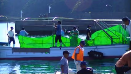 Lonas para esconder a matança. Foto: Cove Guardians Sea Shepherd