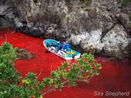 Foto: Sea Shepherd