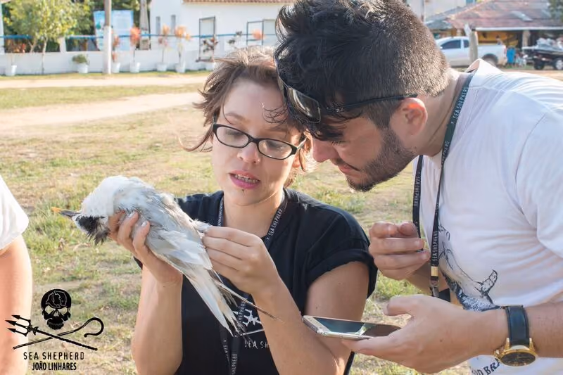 Núcleo do ES do Instituto Sea Shepherd Brasil captando informações da anilha do Trinta-réis-de-bando (Thalasseus acuflavidus) encontrado morto no Mar de lama.