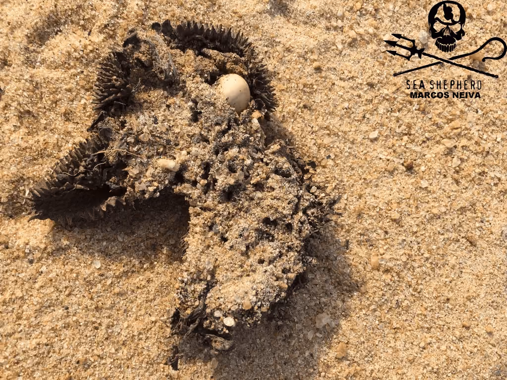 Ovo de uma possível tartaruga encontrado ao redor do Mar de lama.