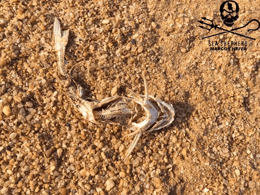 Espécie de peixe encontrada morta aos arredores do Mar de lama.