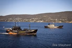 O Steve Irwin e o Bob Barker em Hobart