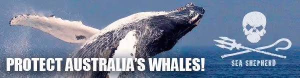 news_110727_1_3_Humpback_Banner_v1