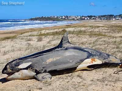 Orca com a La Pedrera ao fundo. Foto: Carol Ann Bassett