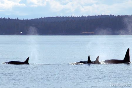 Orcas perto de San Juan. Foto: Sea Shepherd