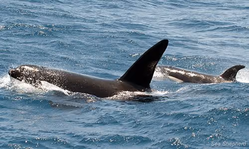 Orcas próximo a San Juan. Foto: Sea Shepherd