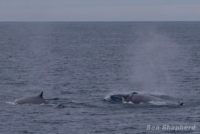 Baleias nadam livremente. Foto: Sea Shepherd / Adam Lau