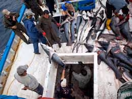 Inspetores puxam os tubarões mortos do porão do navio. Foto: Tim Watters