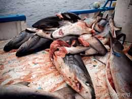 Tubarões a bordo do navio de pesca de tubarão. Foto: Tim Watters