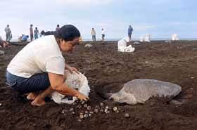 editorial_101027_1_1_where_have_all_the_turtles_gone_002
