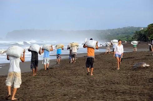 ovos de tartarugas roubadas