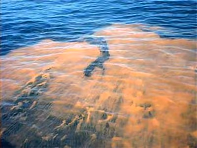 A maré vermelha produz brevotoxin, uma neurotoxina que é responsável por um número recorde de mortes entre os peixes-boi. Foto cedida pela NOAA