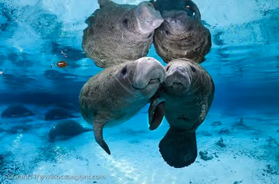 Foto cedida por Carol Grant / OceanGrant.com