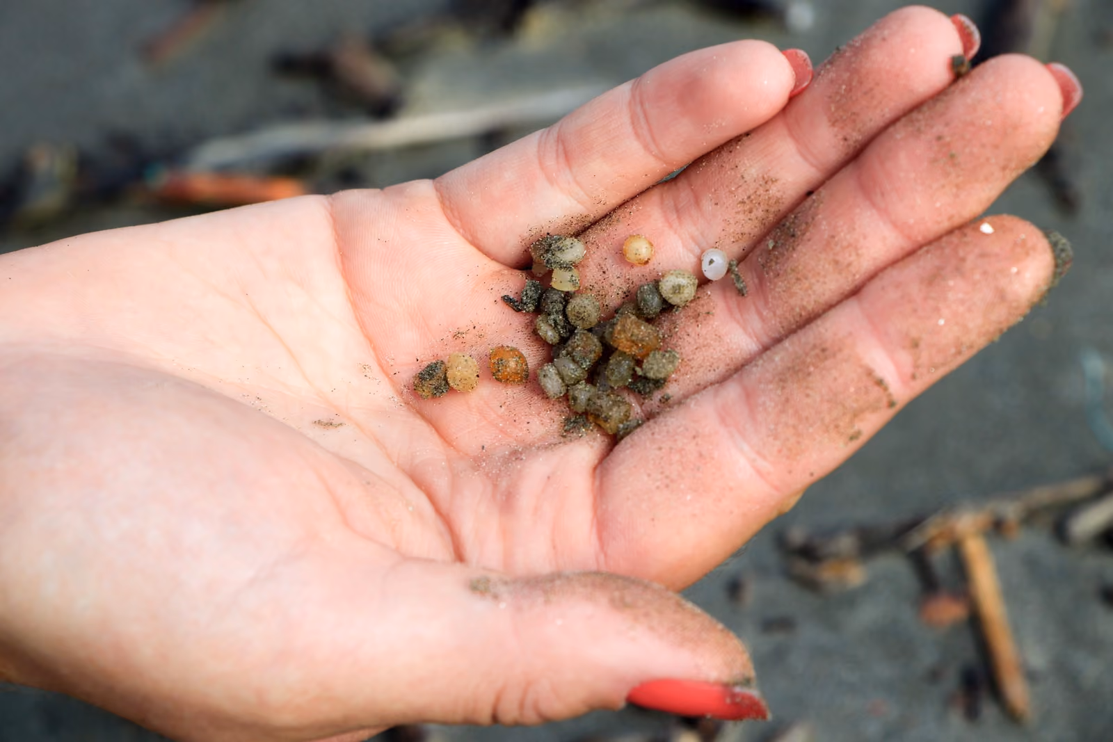 Os pellets são um resíduo plástico repleto de substâncias tóxicas, além de serem muito pequenos e difíceis de controlar.